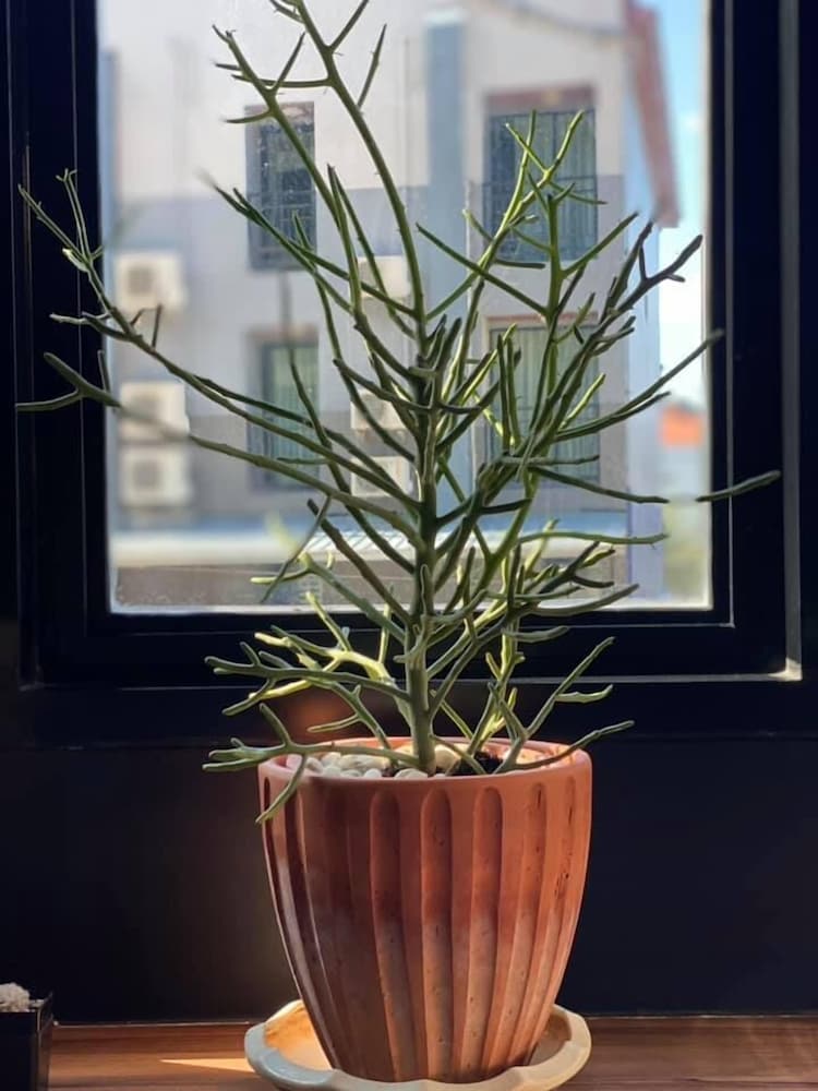 Фото Aonang Dugong