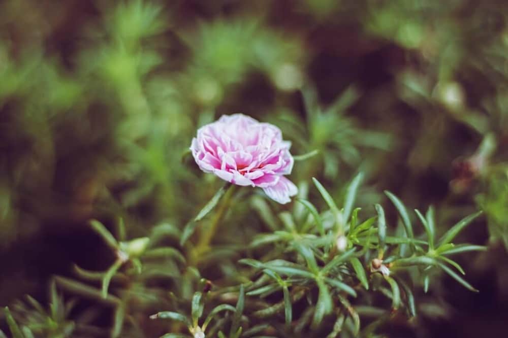 Фото Maneerote Hotel Surin