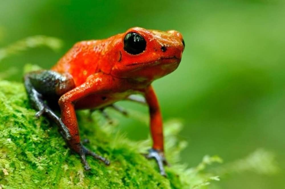 Фото Selva Verde Lodge