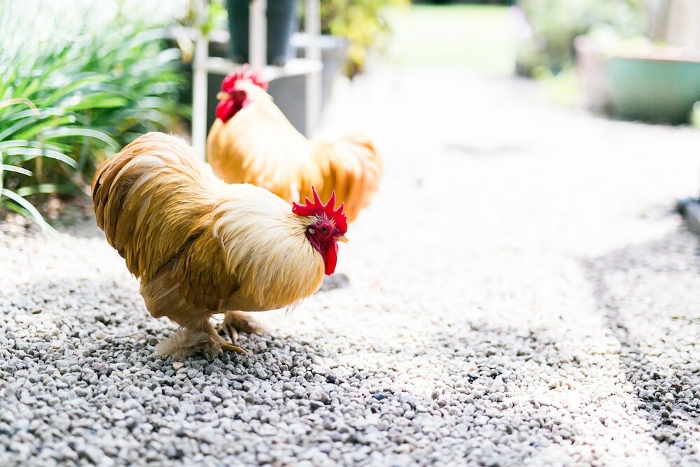 Фото Burkleigh House