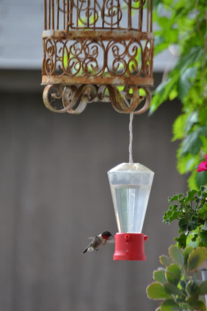 Фото The Carleton House