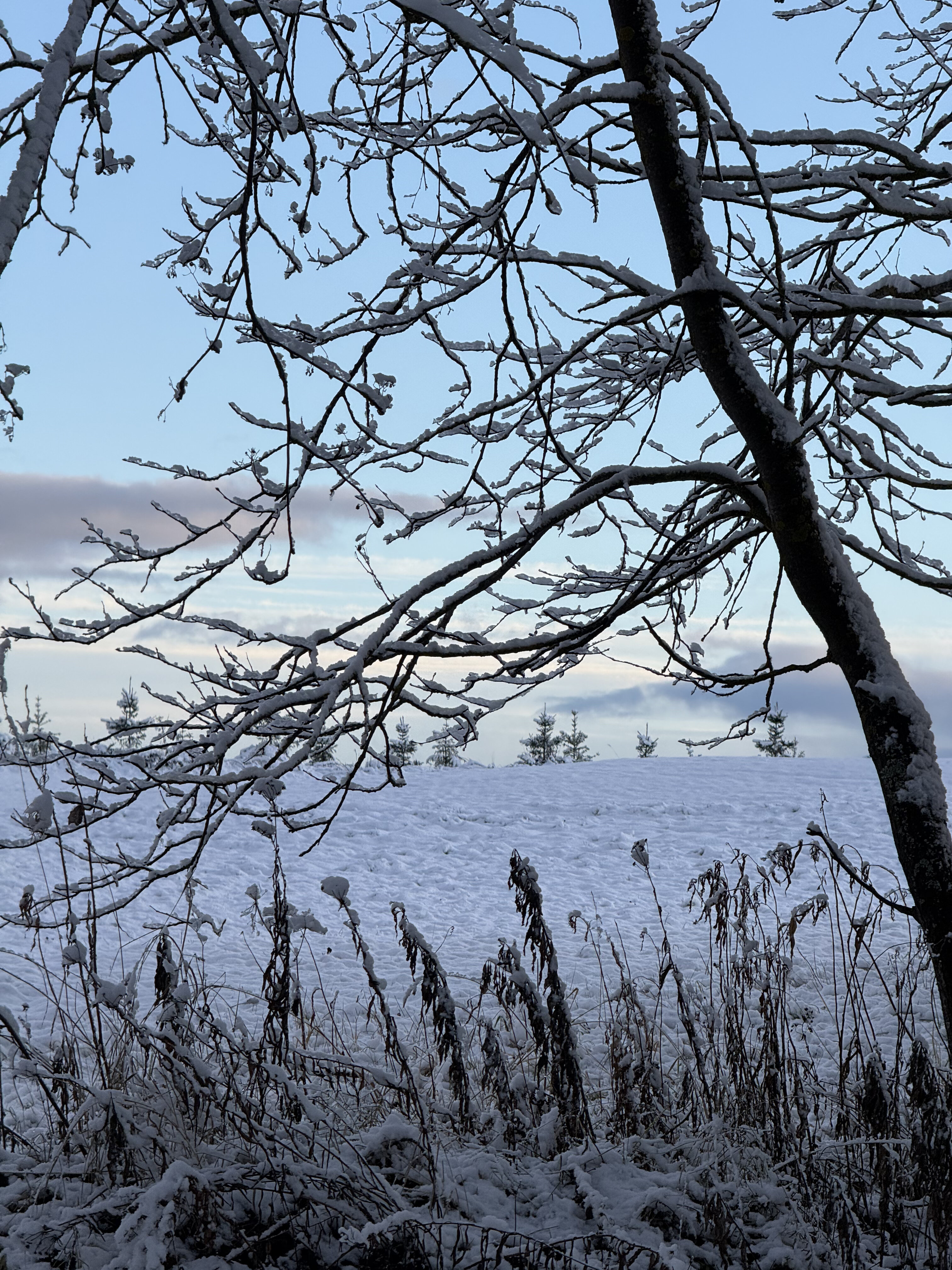 Фото Форест Хиллс