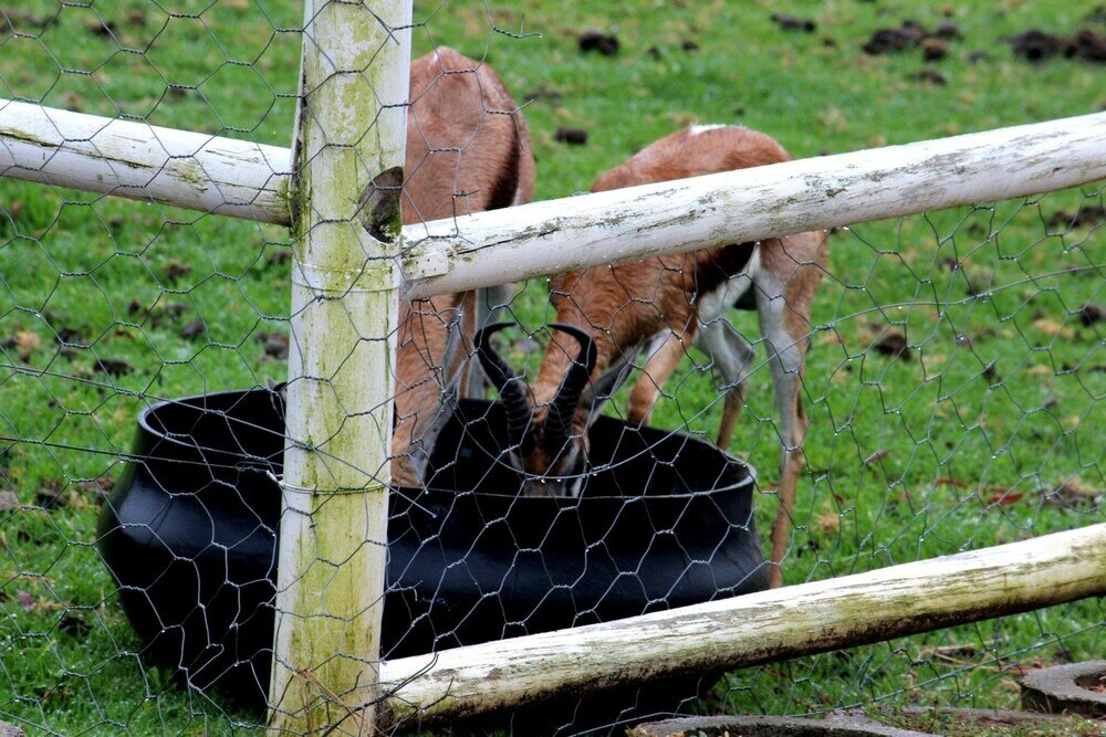 Фото Assegaaibosch Country Lodge