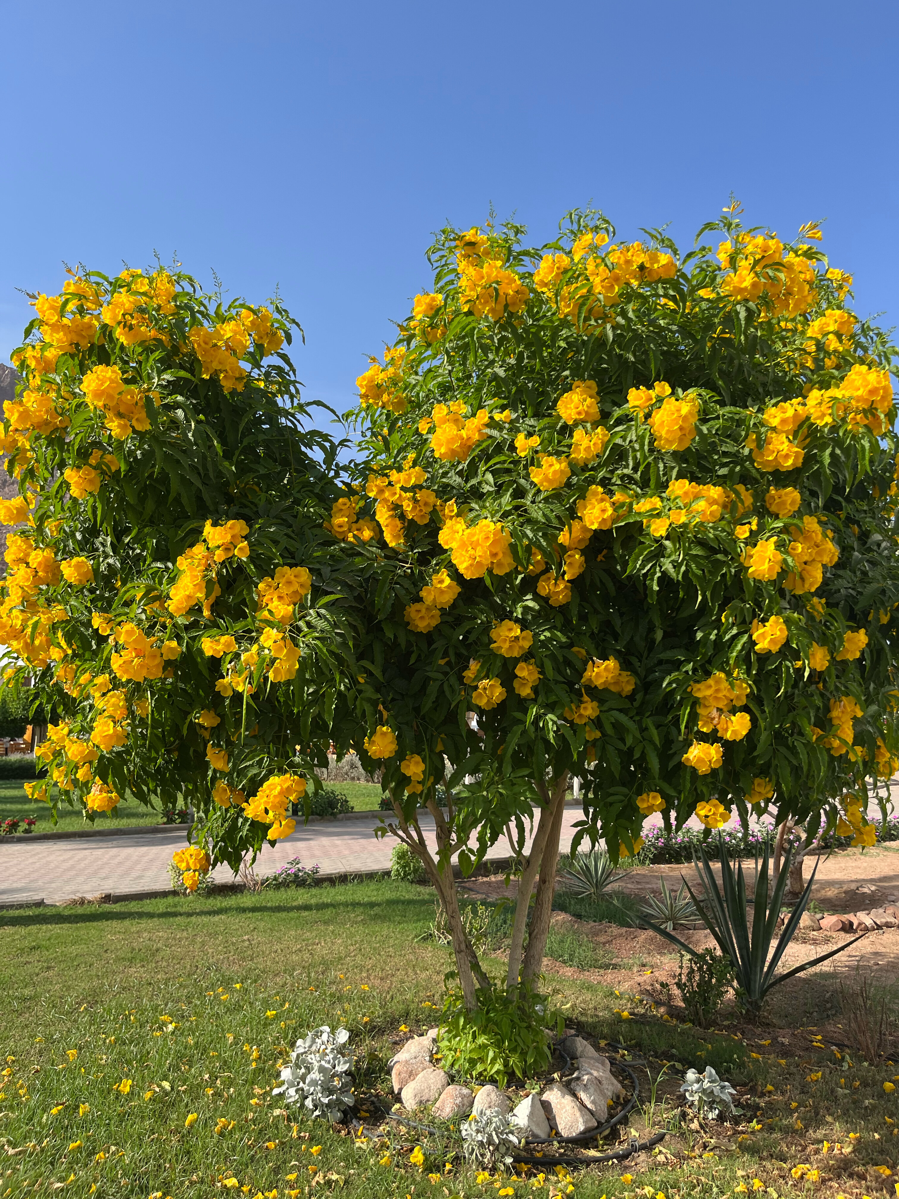 Фото Happy Life Village Dahab