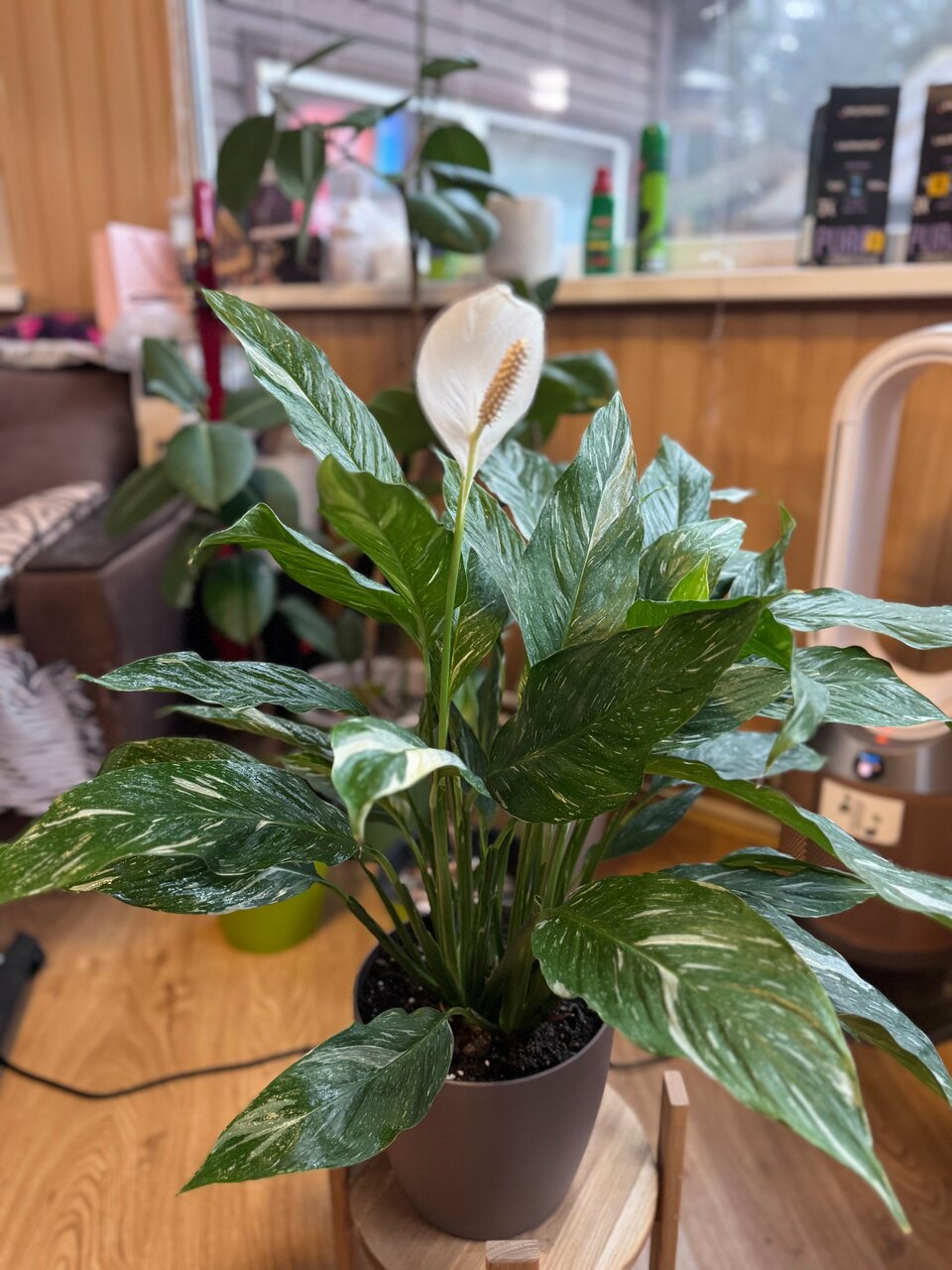 Фотография