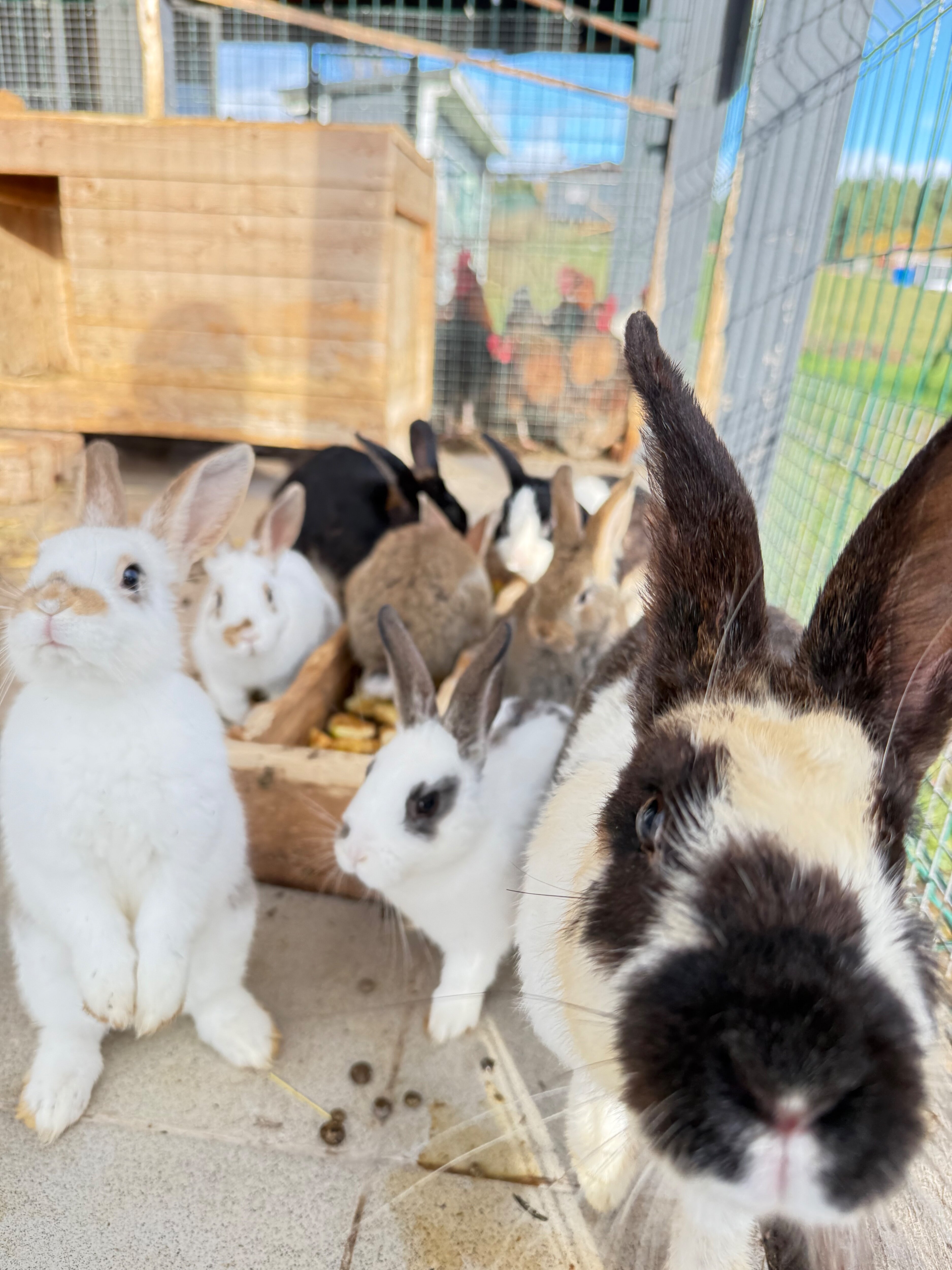 Фото Утиная история