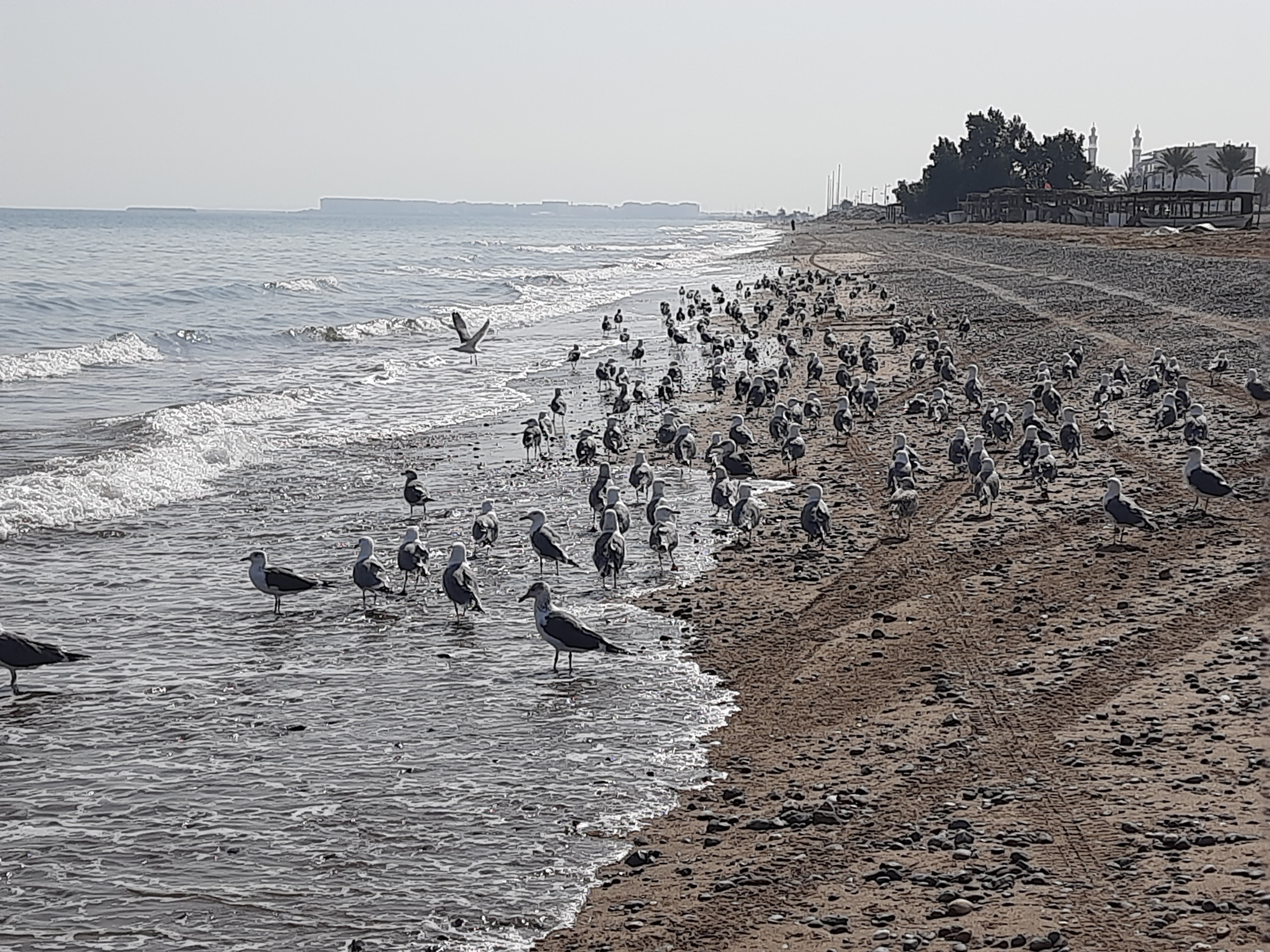 Фото Al Hail Waves Hotel Managed by Centara