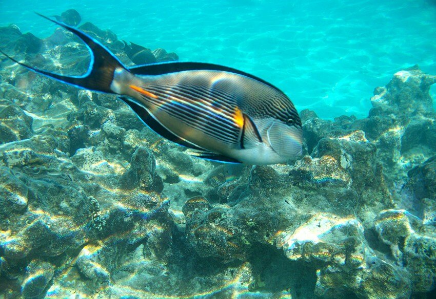 Фото Reef Oasis Blue Bay Resort