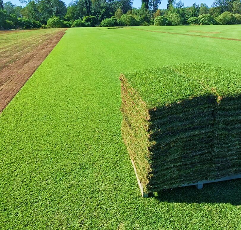 Breeding and seed production Grass Seed Production, Izmir, photo