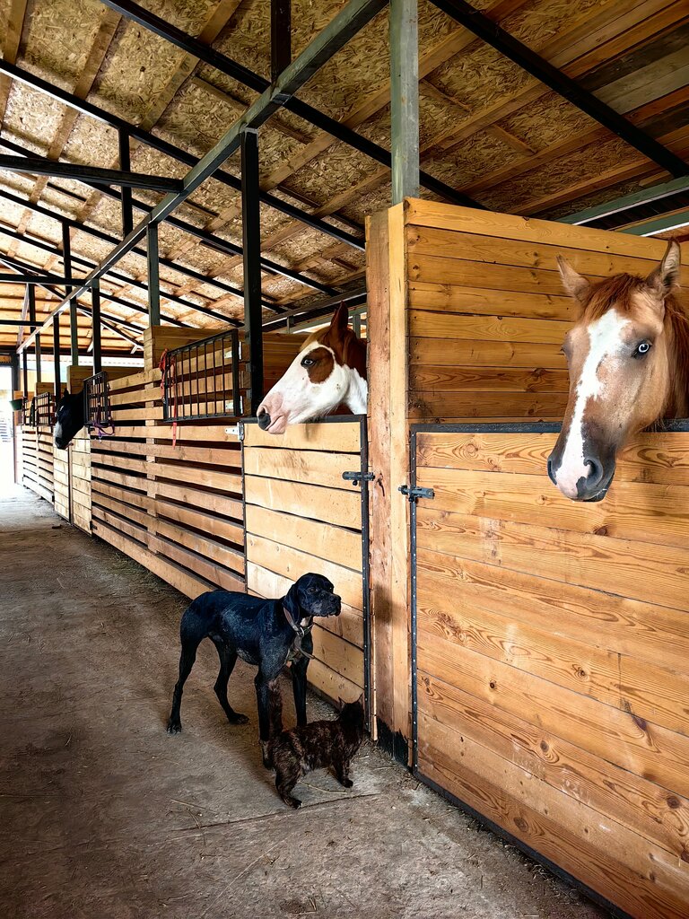 Horse riding Конюшня Спирит, Republic of Crimea, photo