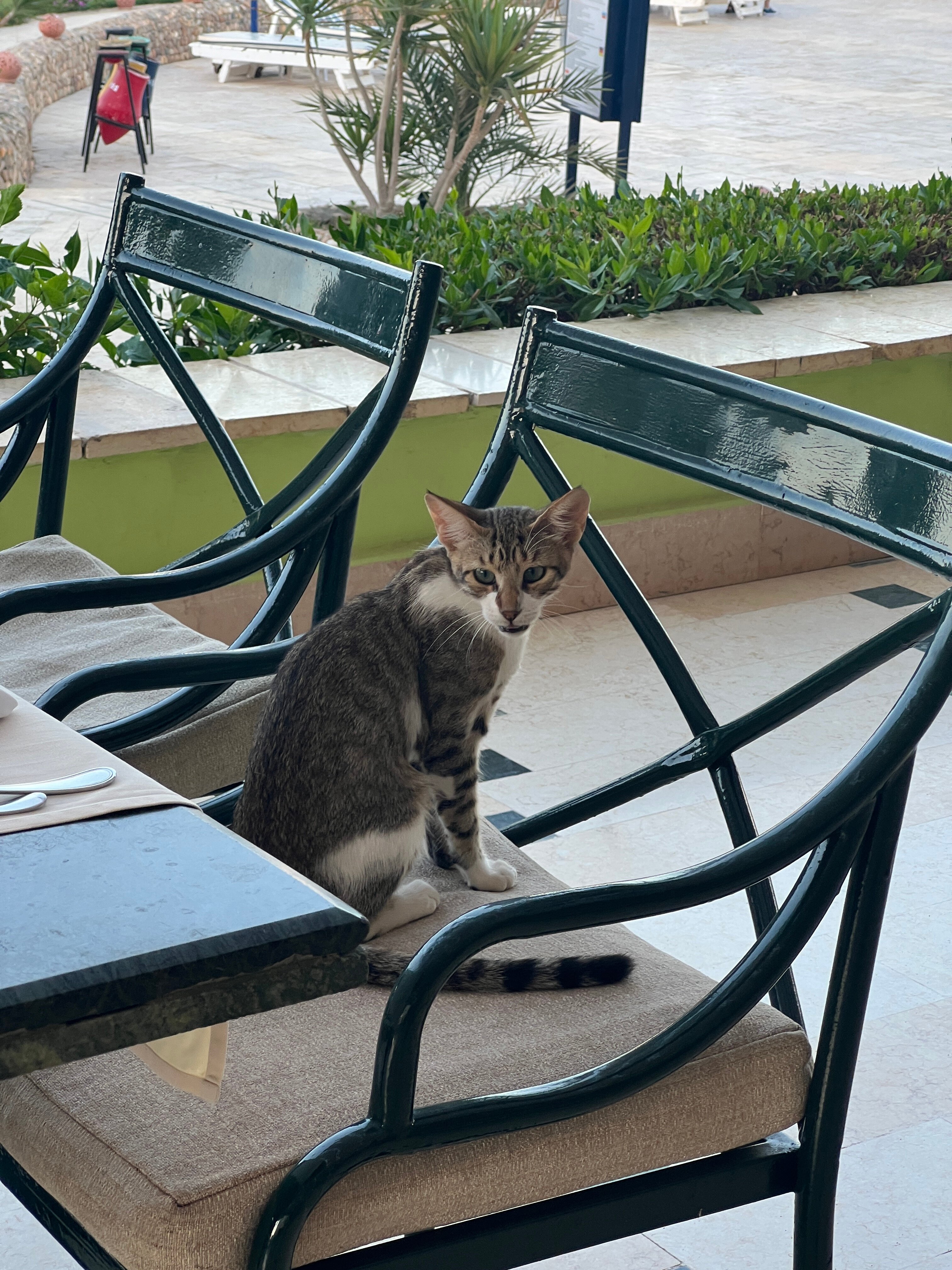 Фото Concorde Moreen Beach Resort & SPA