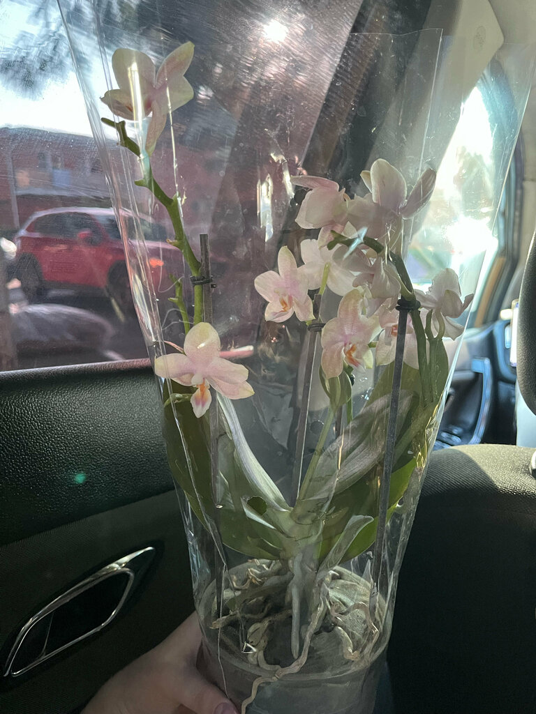 Flower shop Орхидеи здесь, Gelendgik, photo