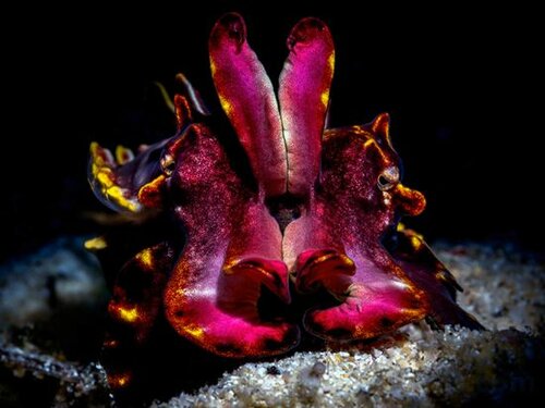 Гостиница The Three P Beach Resort в Провинции Ромблон