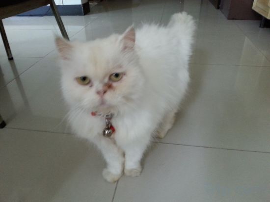 Фото C. A. P. Mansion Hotel