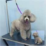 Мохнатые булки мистера Лапкина (Turgeneva Street, 6), pet salon
