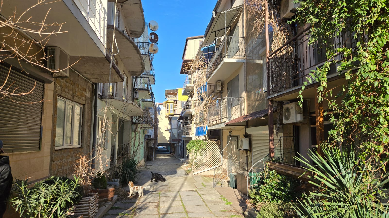 Фото Горная лаванда