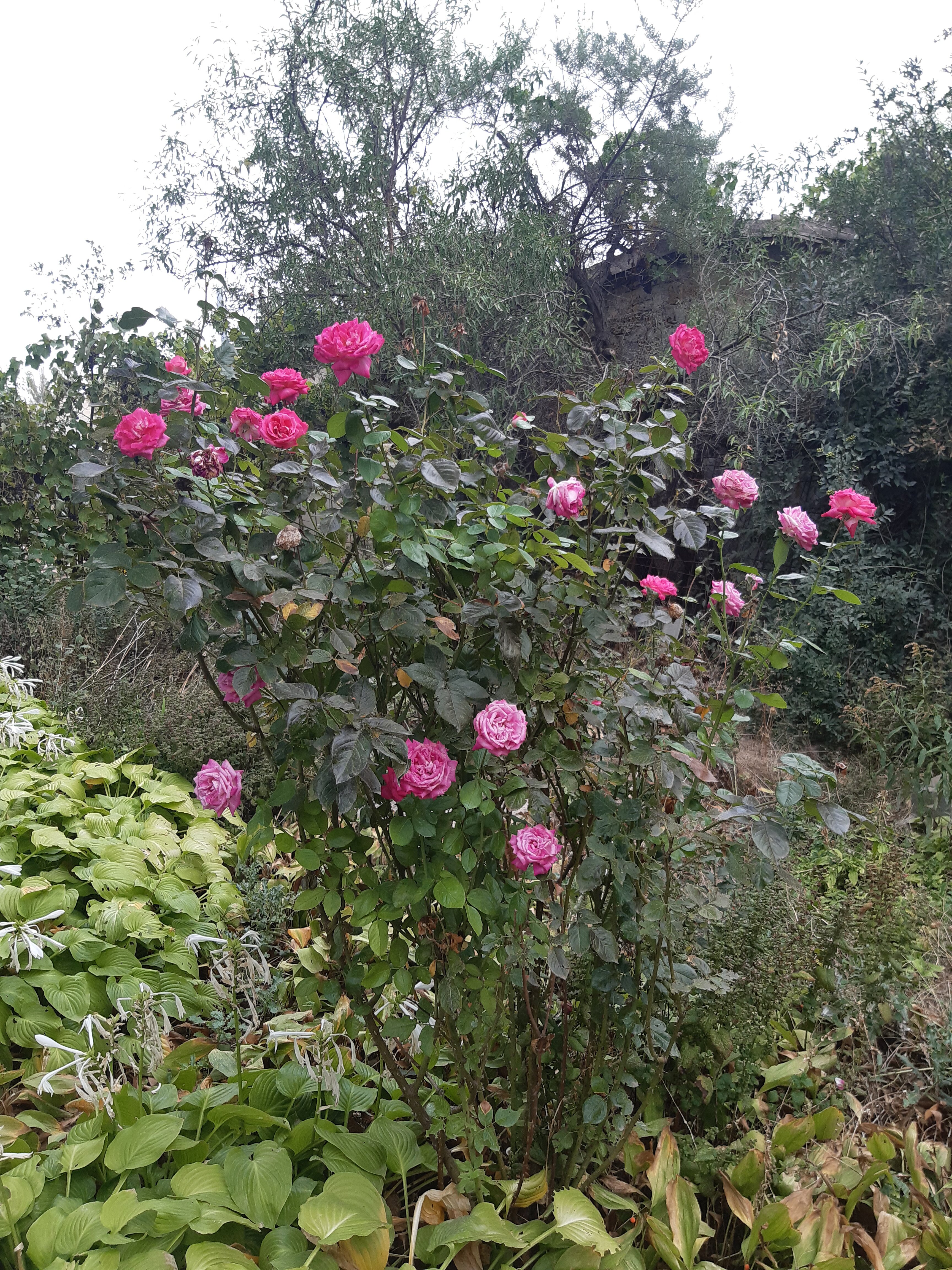 Фото Белая Чайка