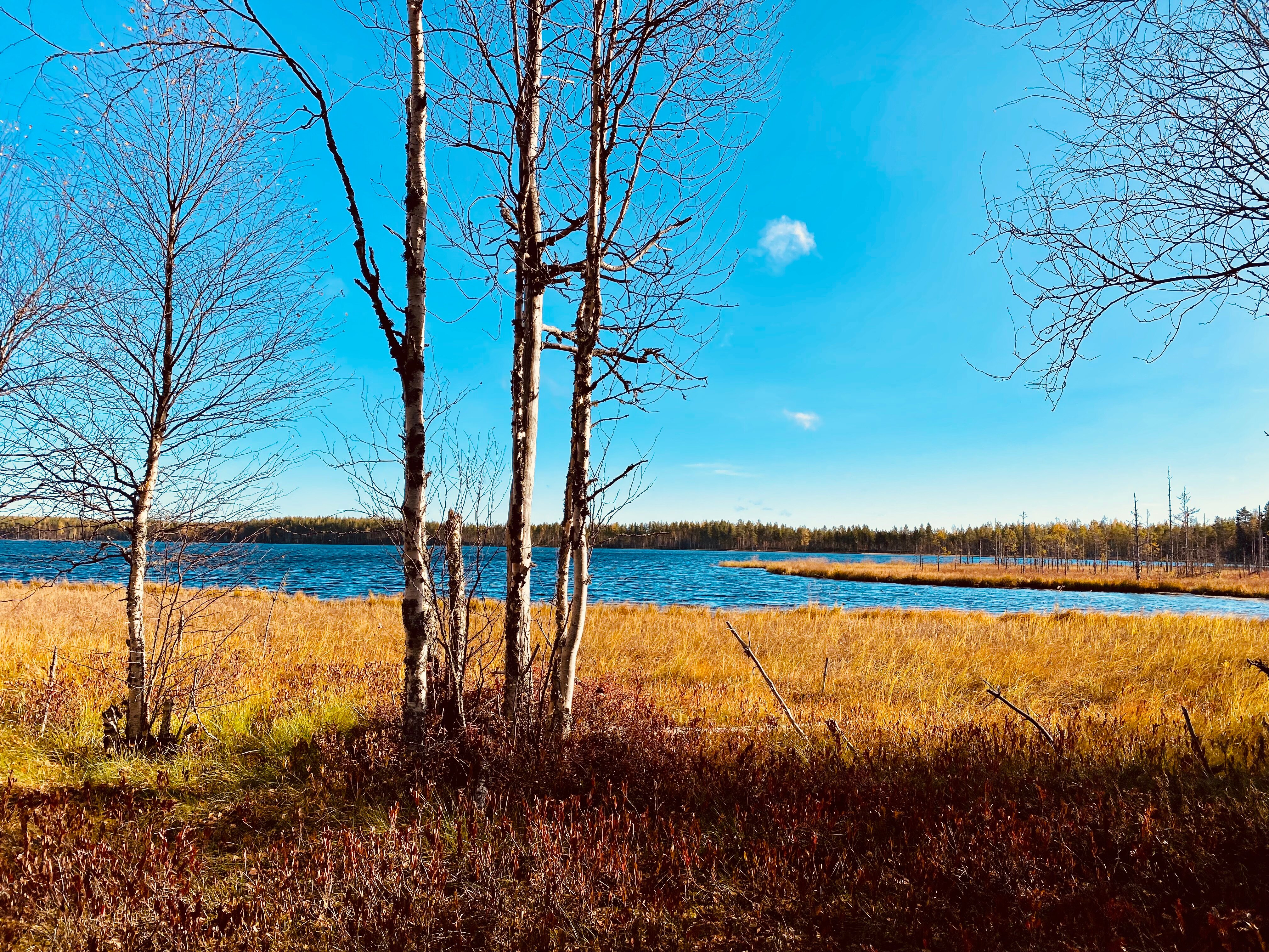 Фото Маша и медведь