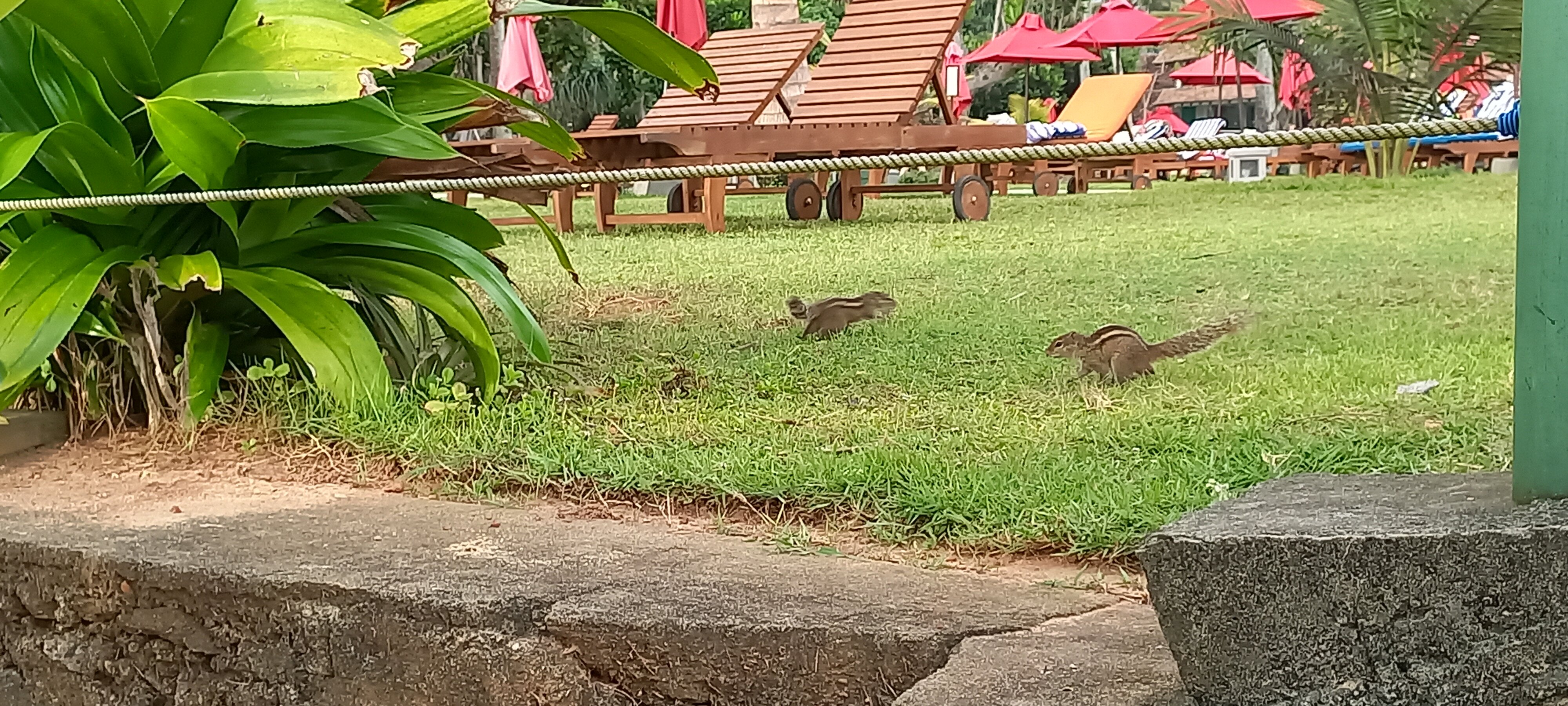 Фото Hikkaduwa Beach Hotel