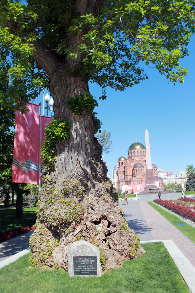 Nature Тополь на площади Павших Борцов, Volgograd, photo