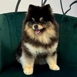 Groom (Pervomayskaya Street, 19), pet salon