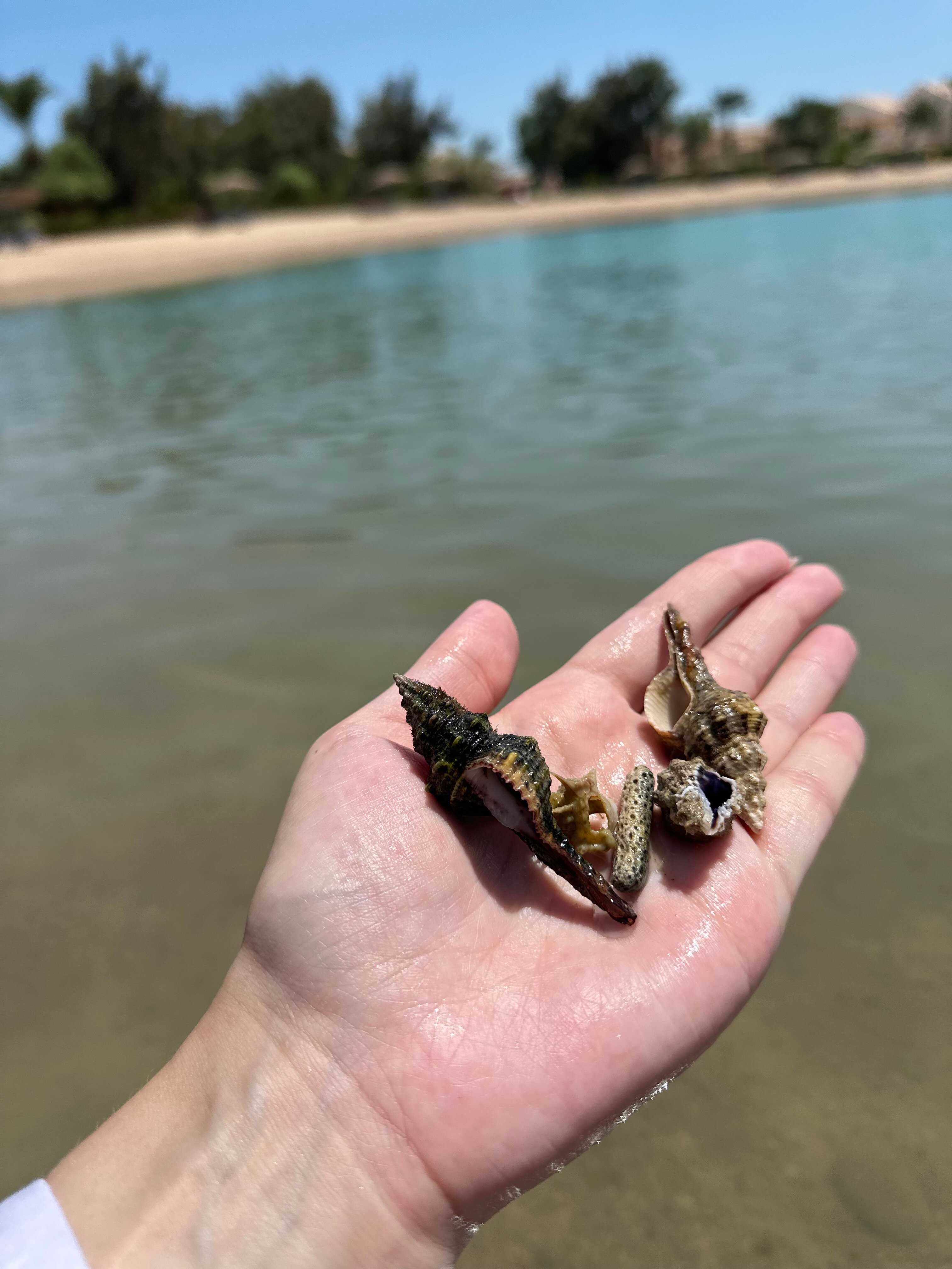 Фото Movenpick Resort & SPA El Gouna