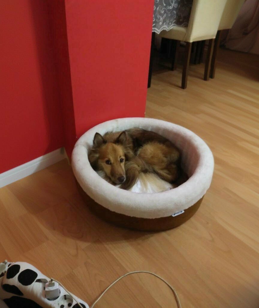 Veterinary clinic Smarty Veterinary Clinic, Edremit, photo