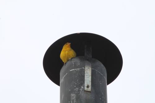 Фото Pousada Dona Manoela