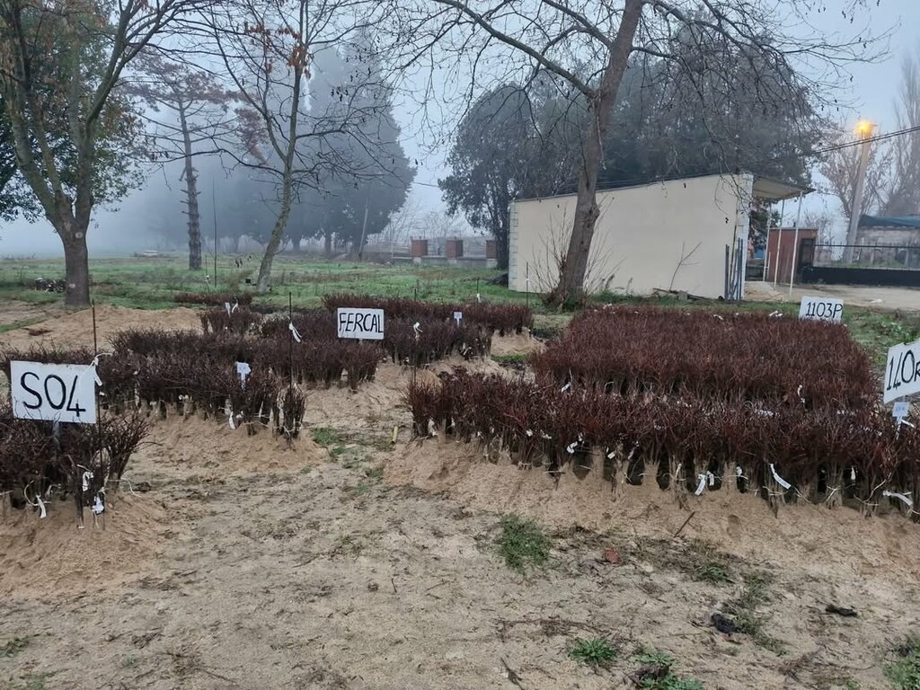 Research institute Directorate of Viticulture Research Institute, Suleymanpasa, photo