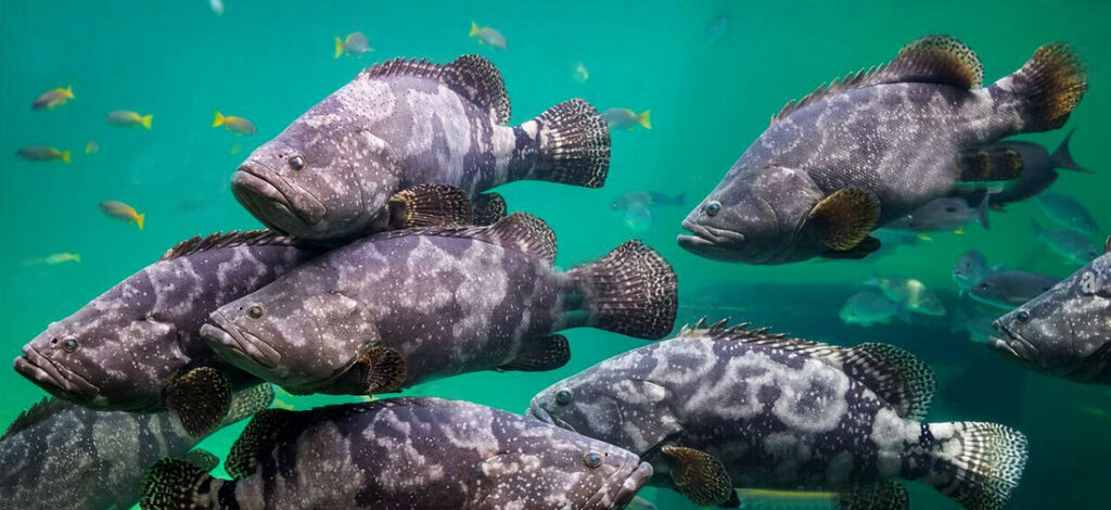 Fisheries, fish farming Asmak Al Emart, Emirate of Sharjah, photo