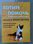 Отлов безнадзорных животных (ulitsa Kosareva, 2), intensive animal farming