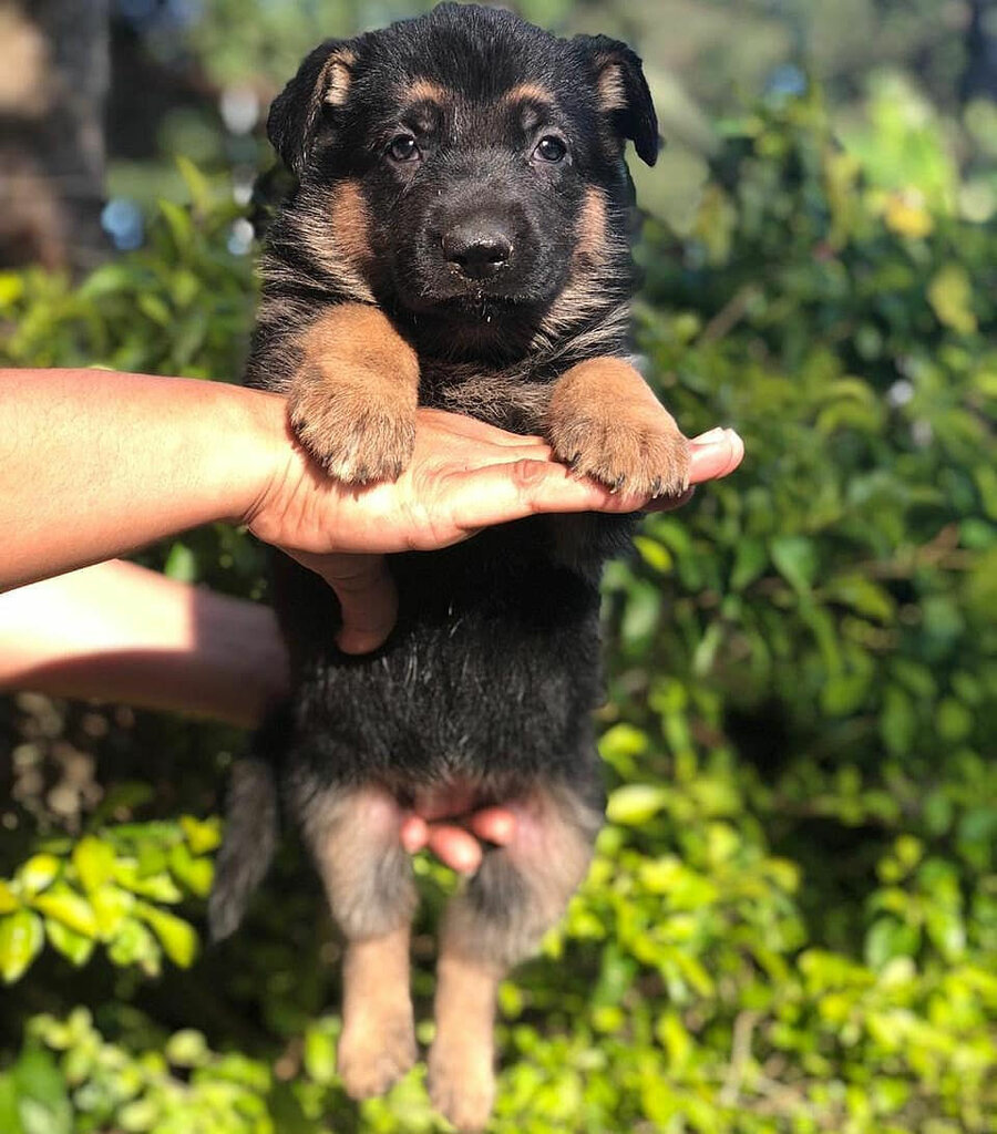 Pet shop Andina Pets, Lima, photo