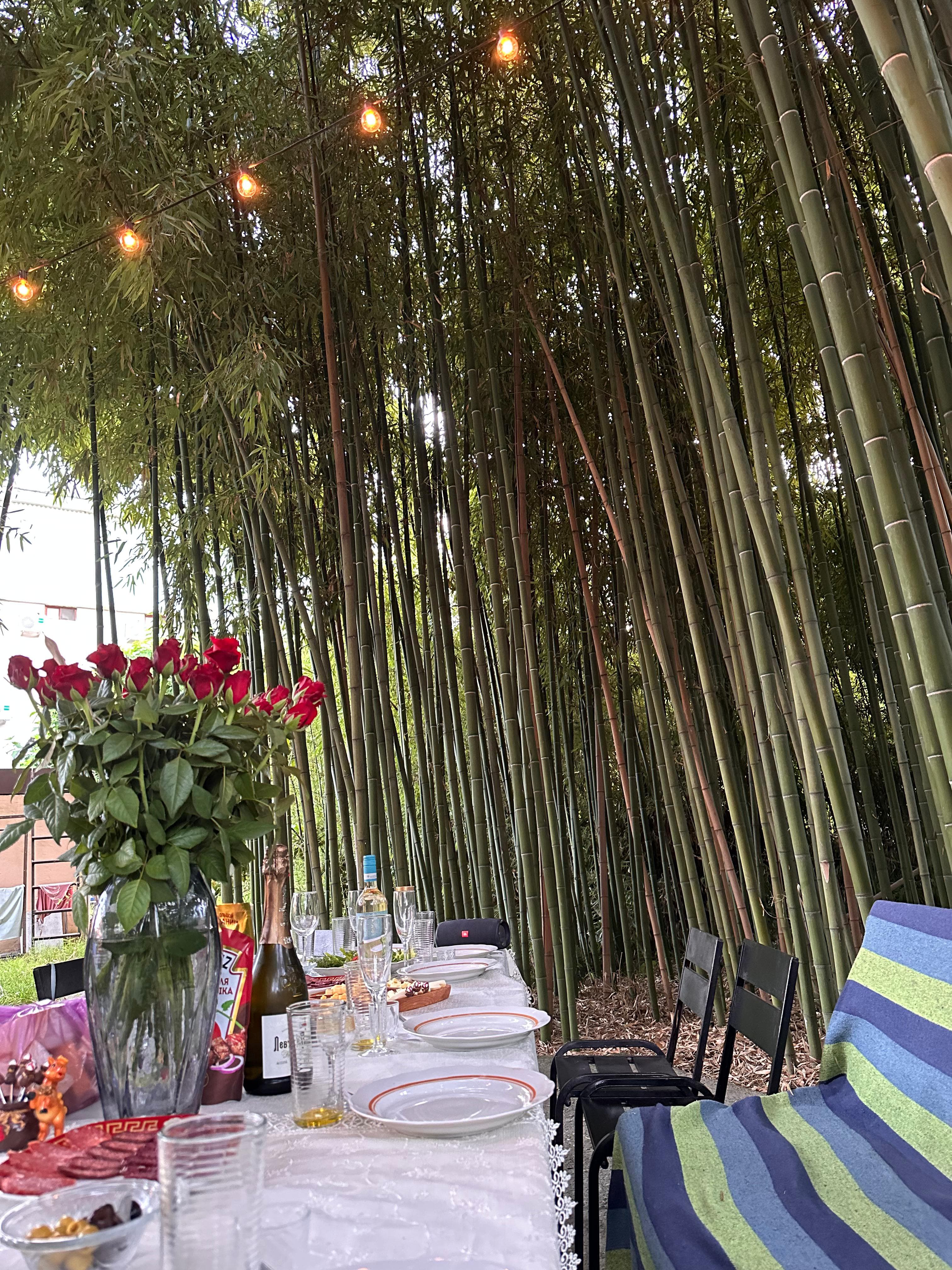 Фото Бамбуковая Роща