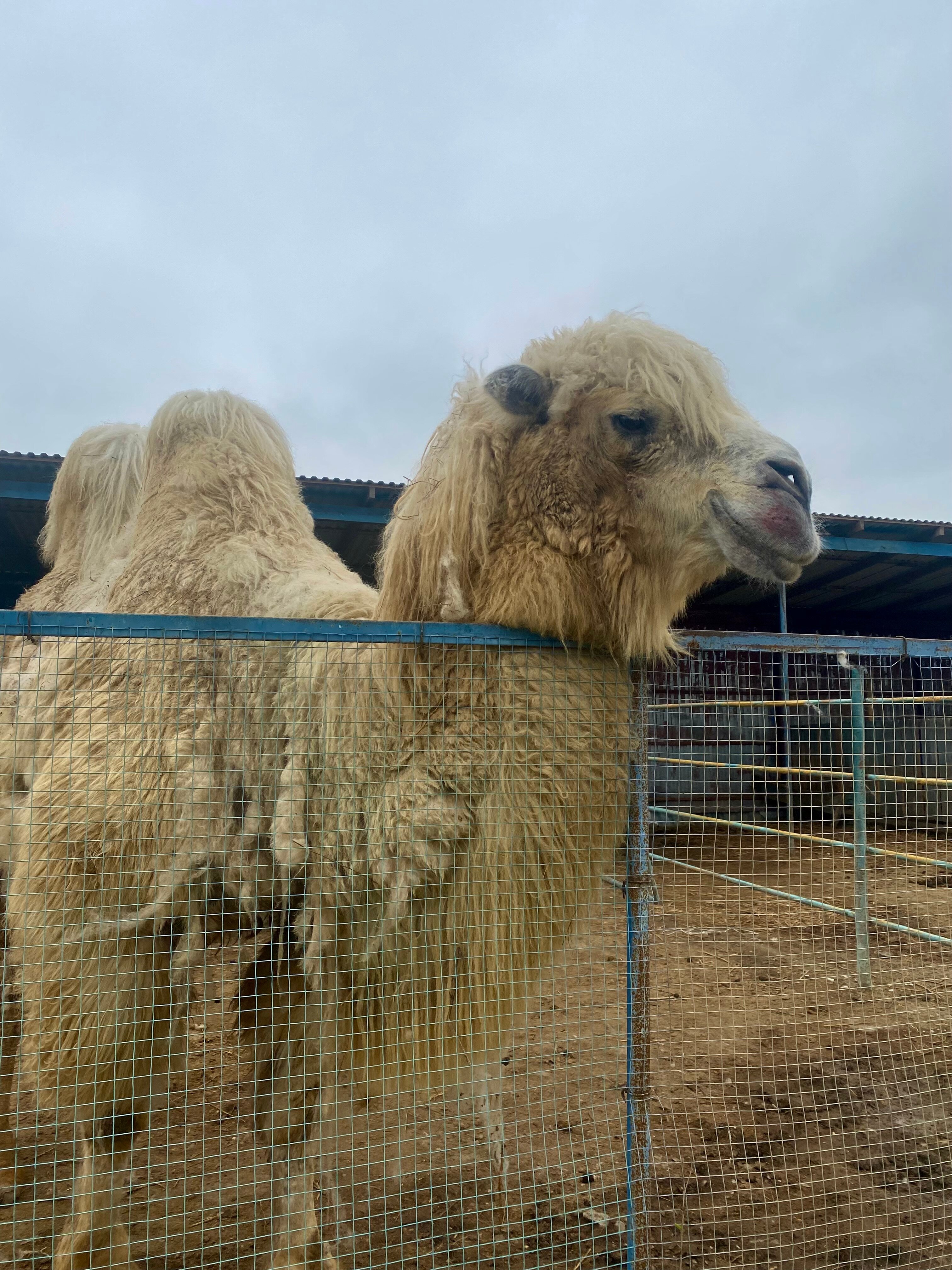 Фото У Гульзары