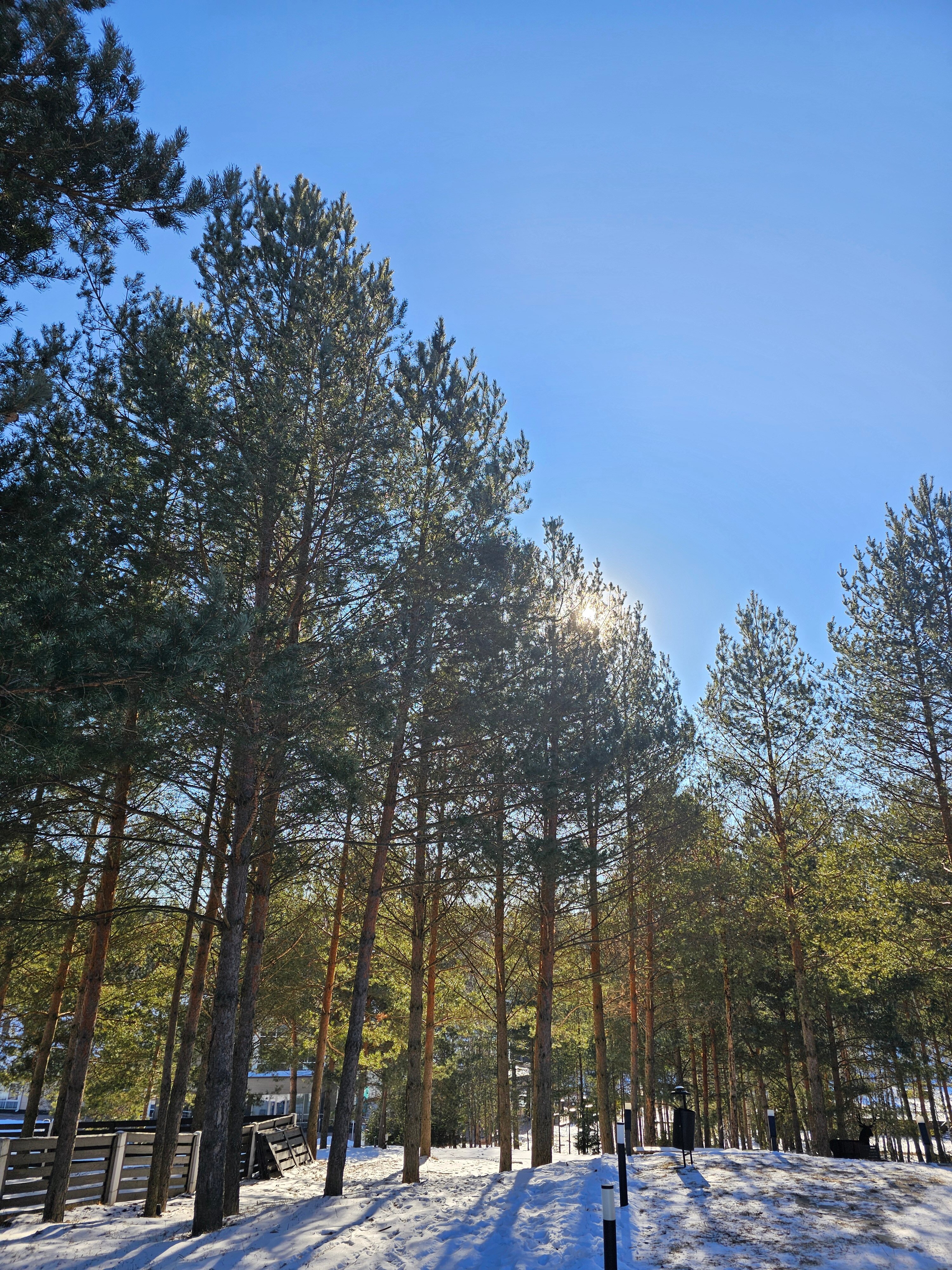 Фото Добро и Лес