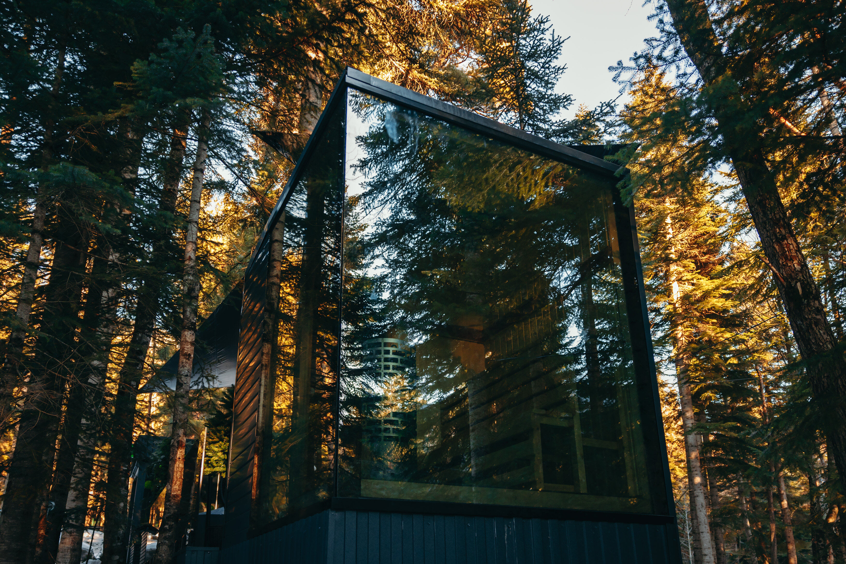 Фото Magic Forest