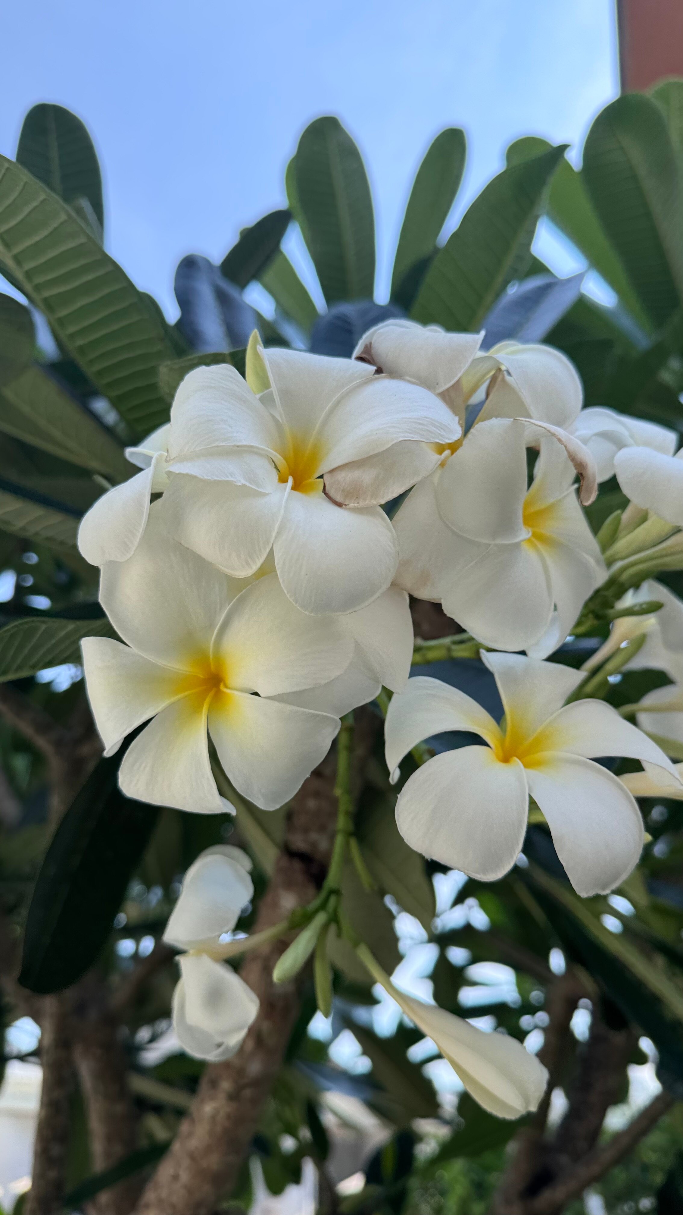 Фото Amora Beach Resort Phuket