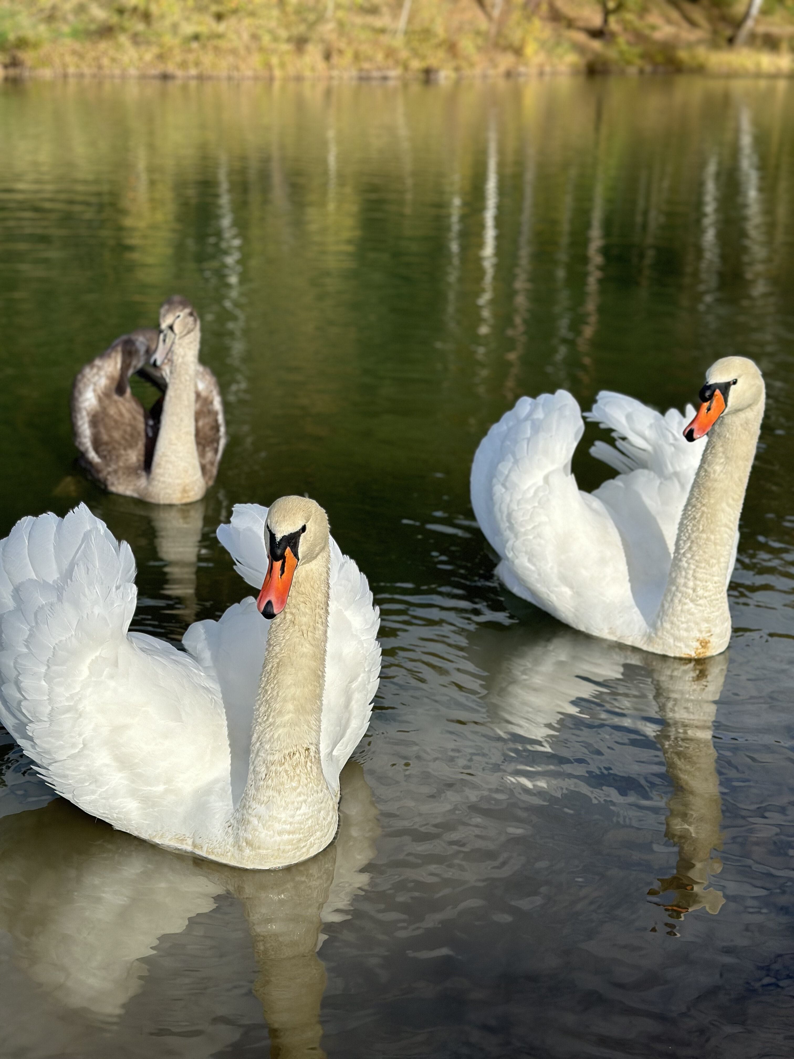 Фото Дубль Дачи Капитан
