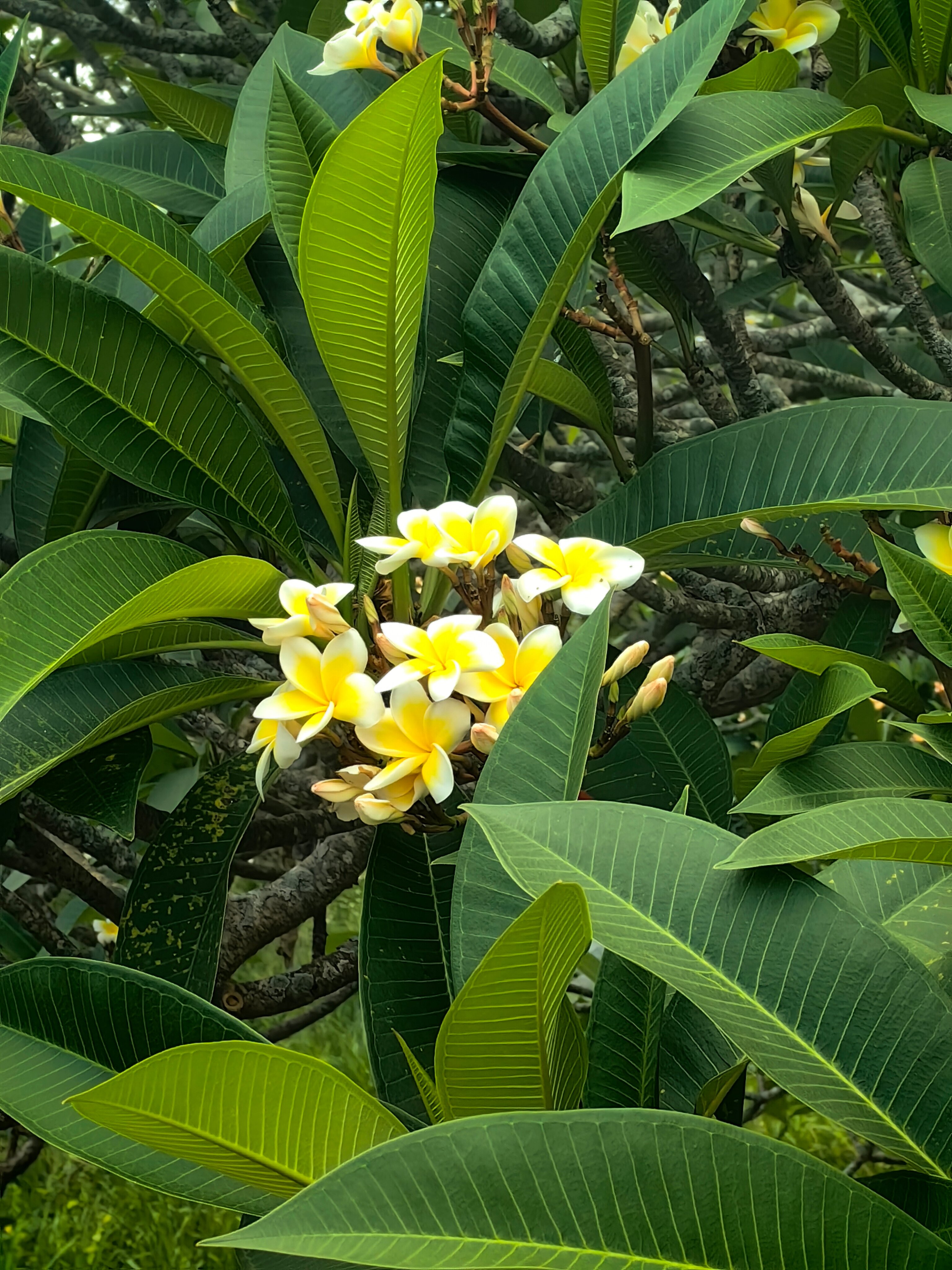 Фото Sunshine Garden Resort