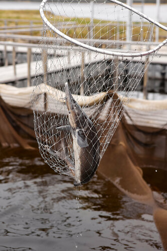 Дом отдыха Сямозерье в Суоярвском районе