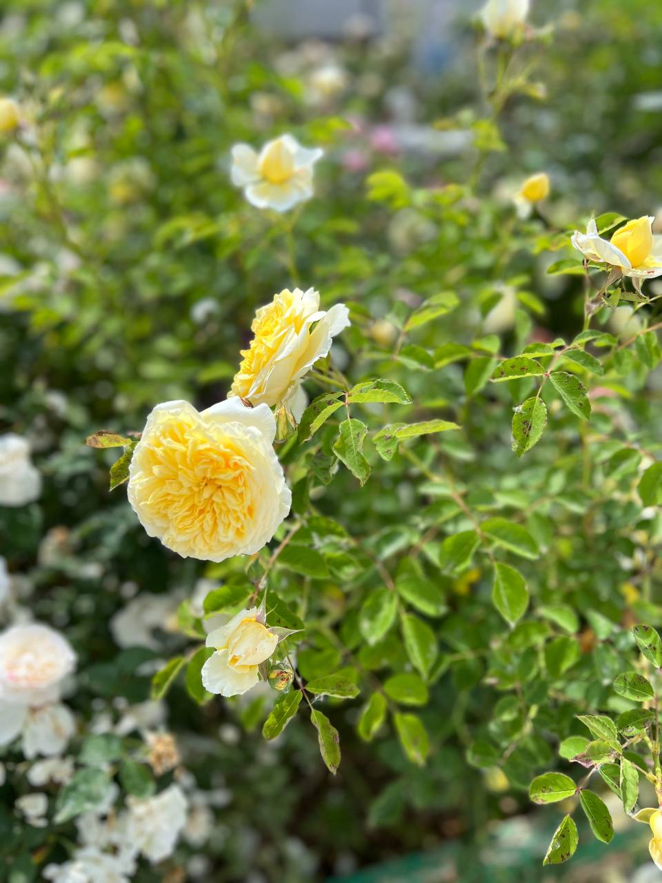 Фото Александра