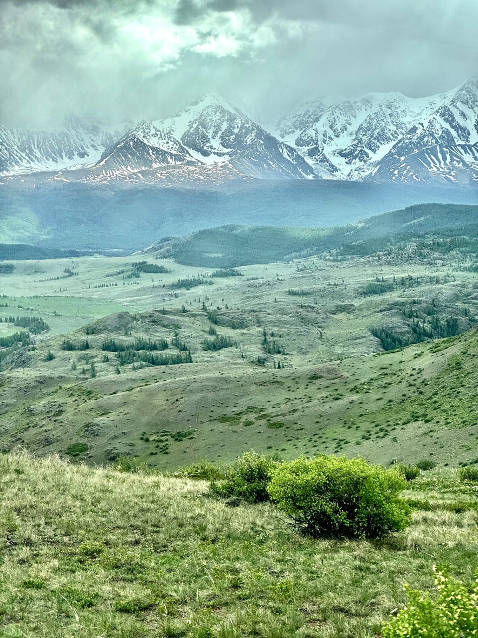 Фото Дикий Еж