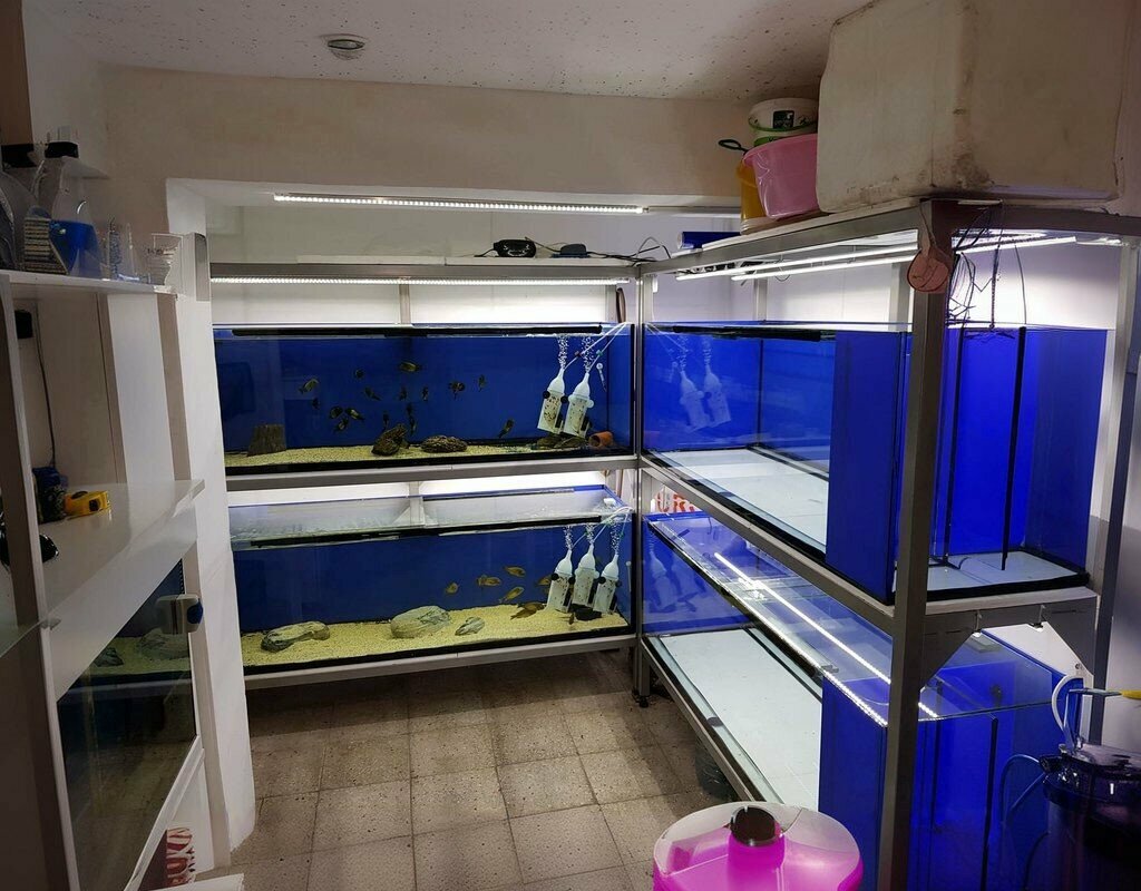 Fisheries, fish farming TropheushanEmre, Erenler, photo