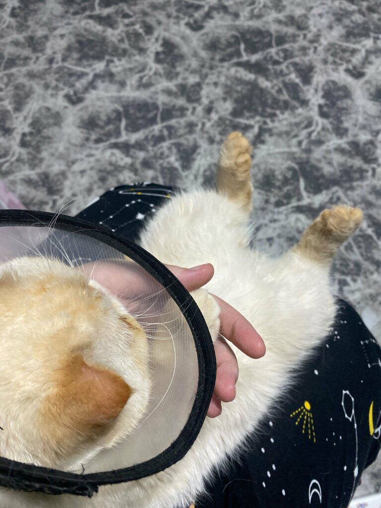 Veterinary clinic Ваш доктор, Astrahan, photo