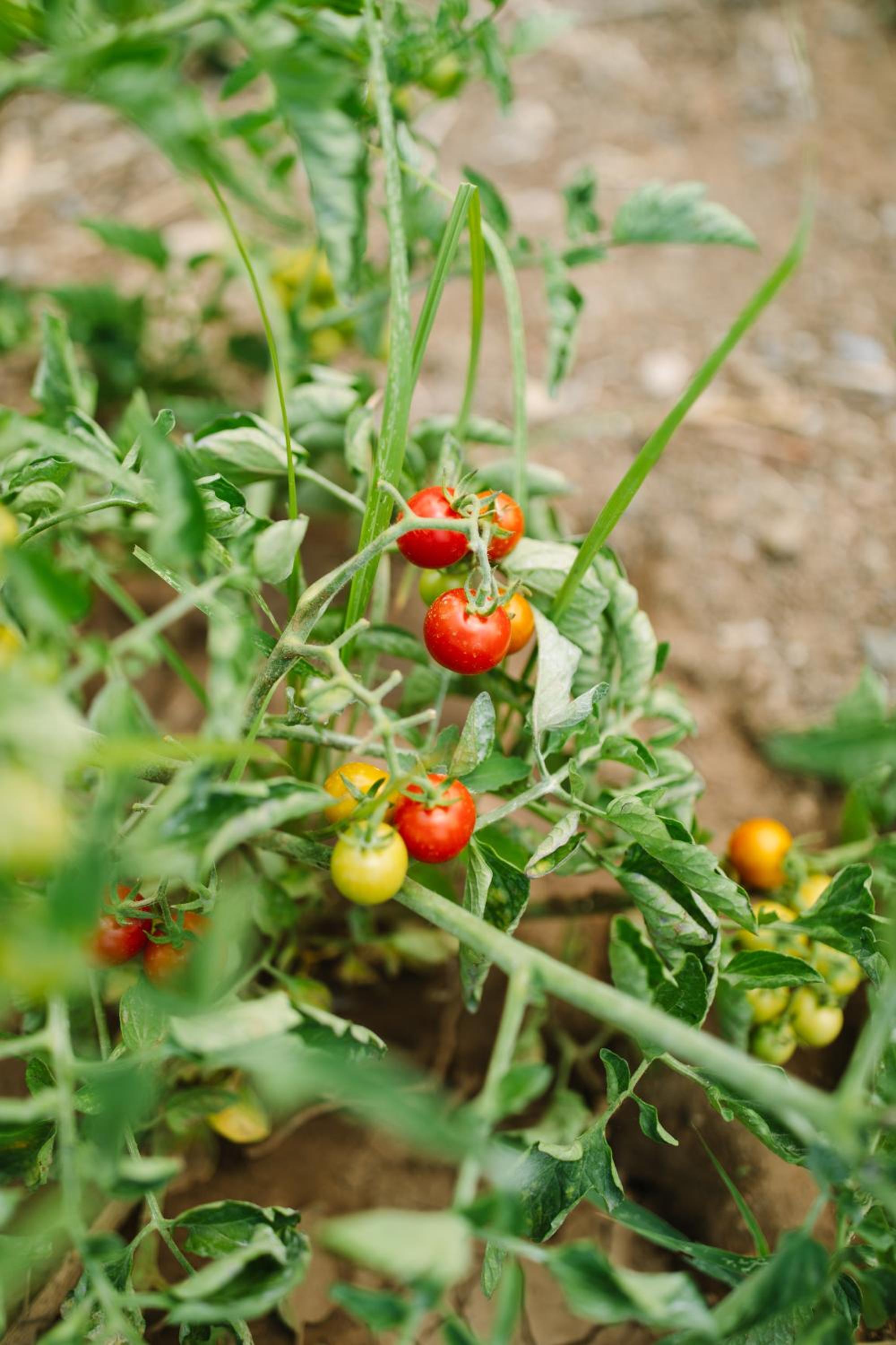 Фото Ampavris Family Apartments