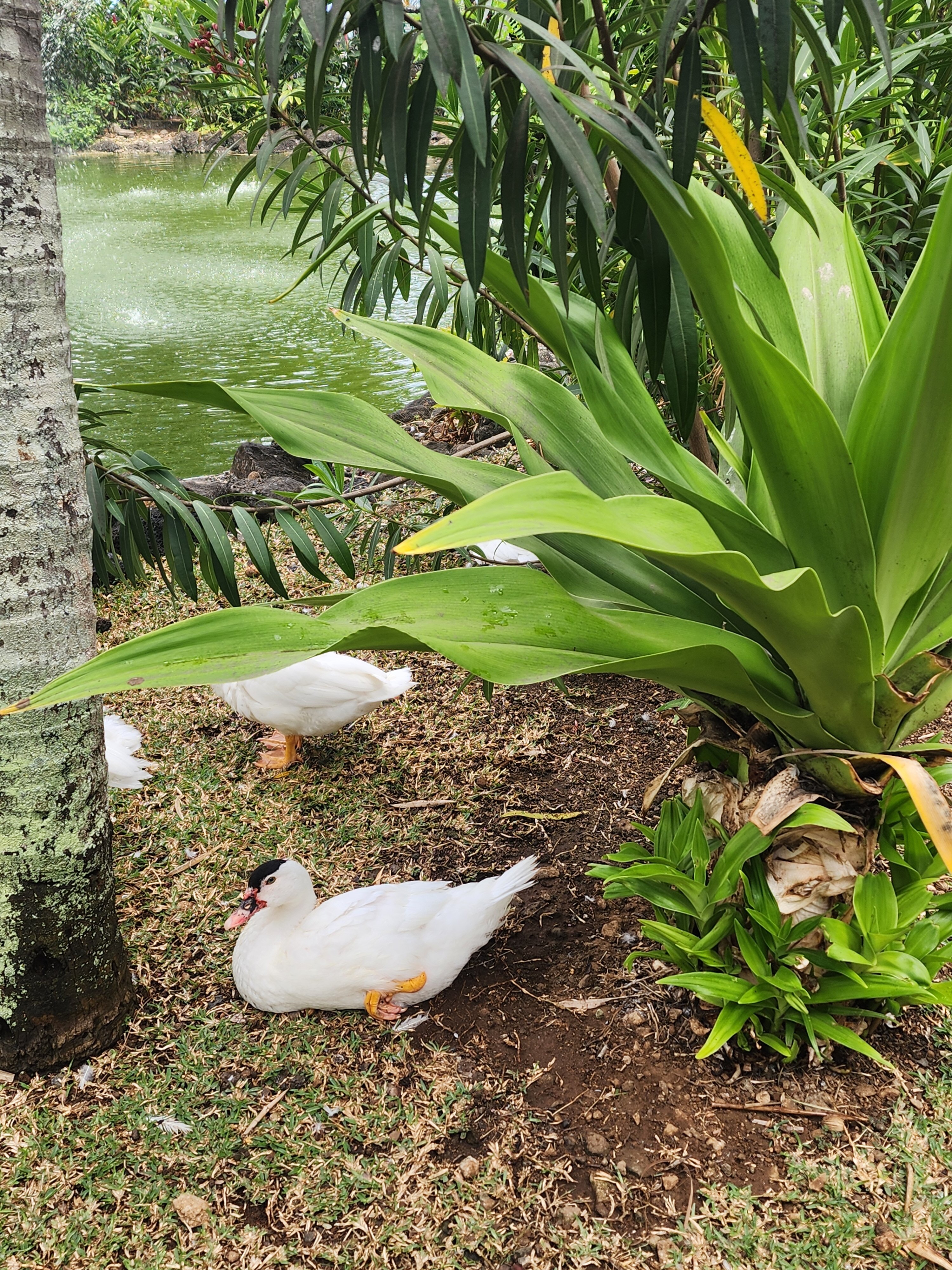 Фото Casuarina Resort and SPA