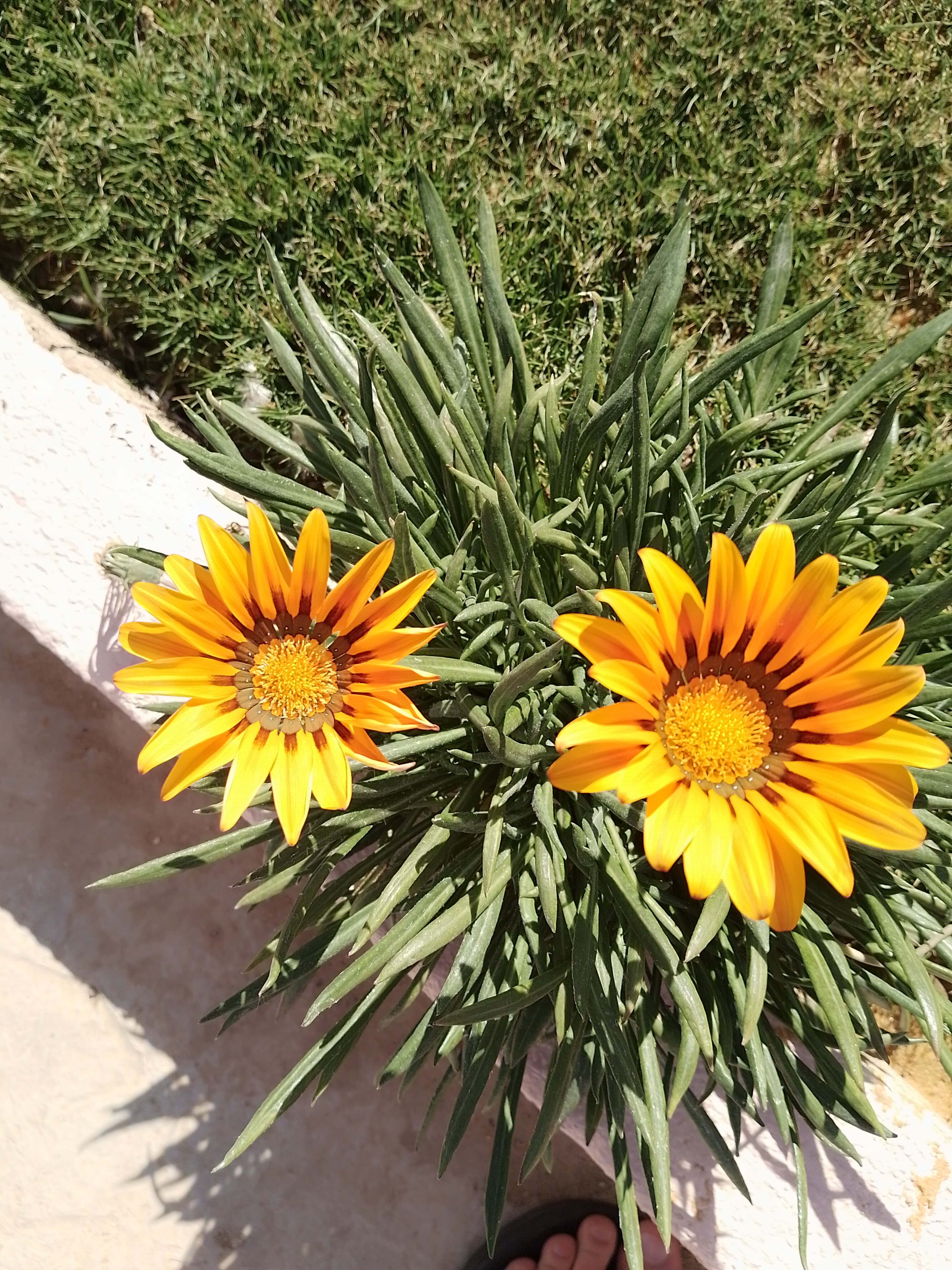 Фото Il Mercato Splash Aqua Park
