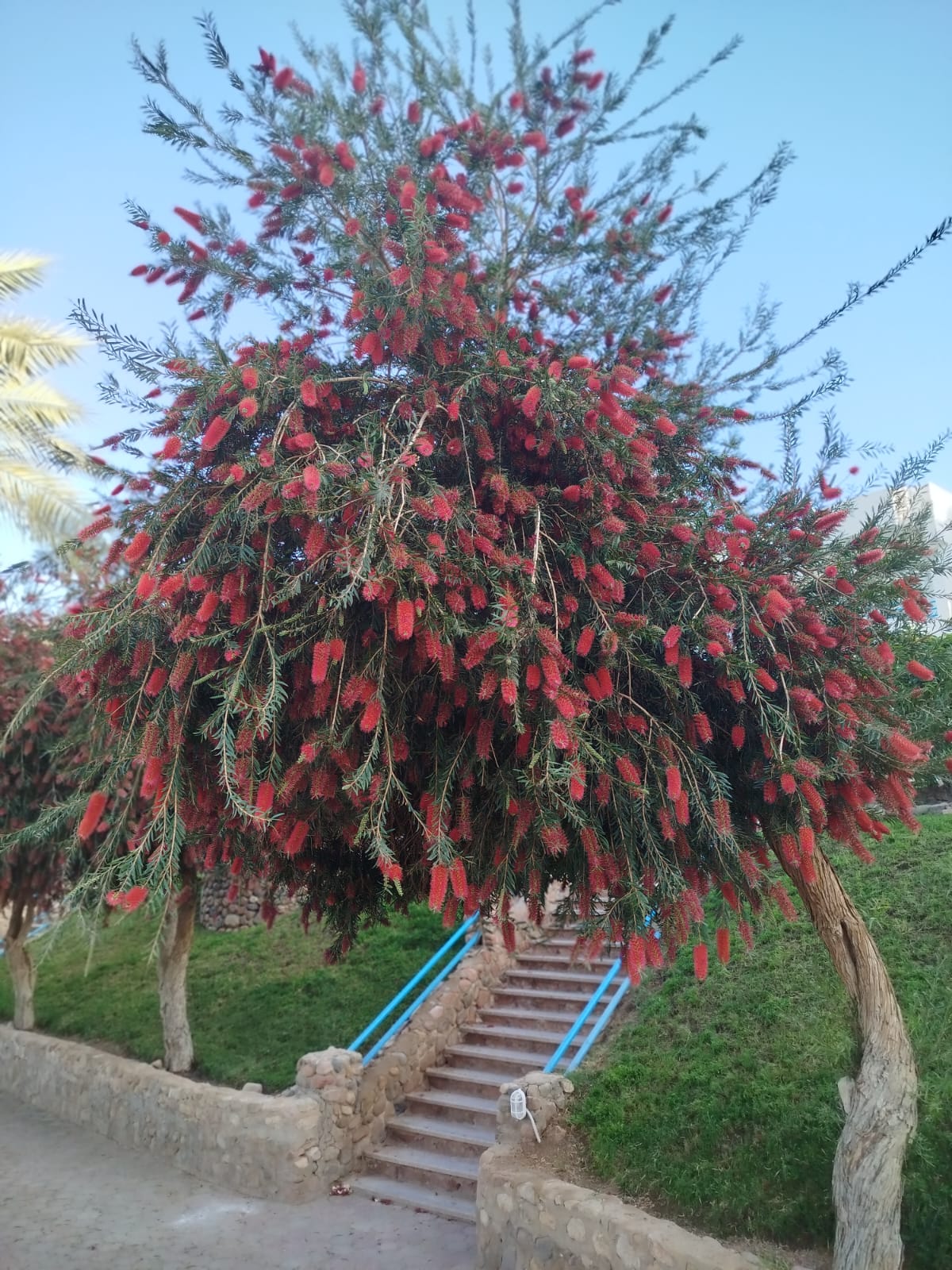 Фото Куин Шарм Резорт Вью