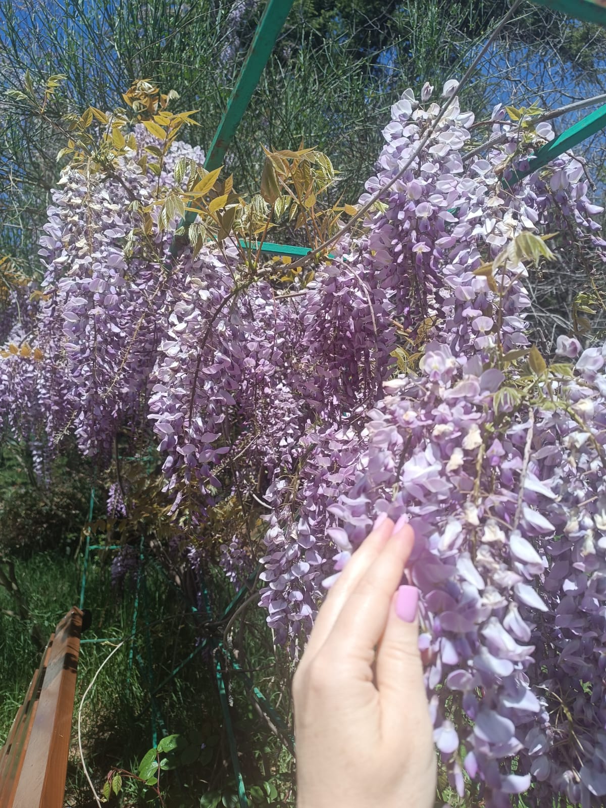 Фото Лесные дворики