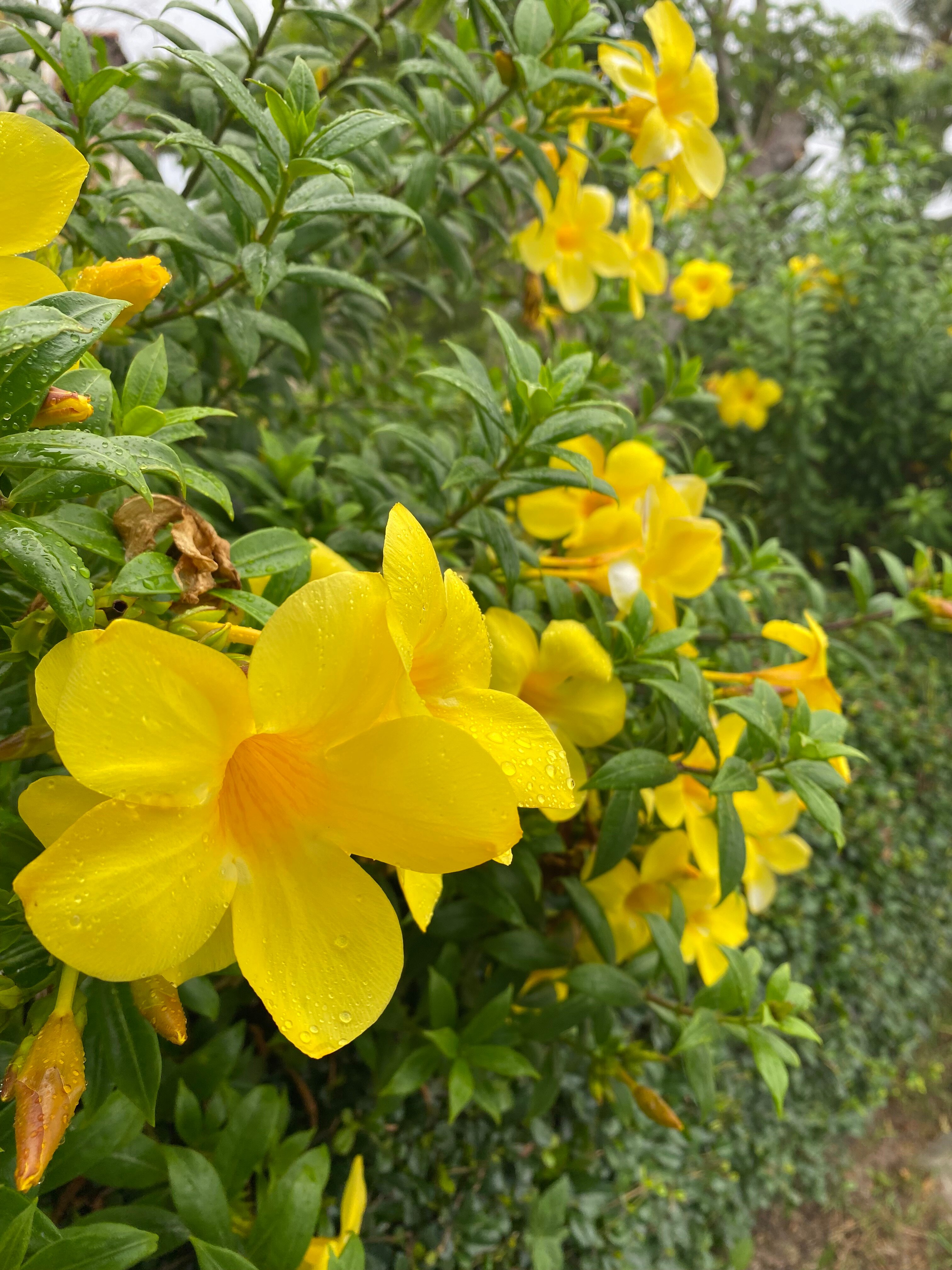 Фото Bella Nara Phuket Naiyang Beach